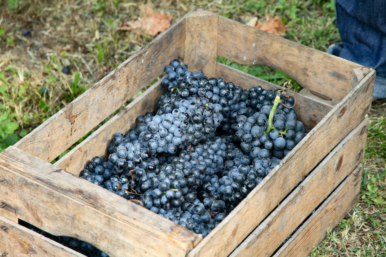 Prima di essere Zoetara era semplicemente uva naturale, vendemmia 2020